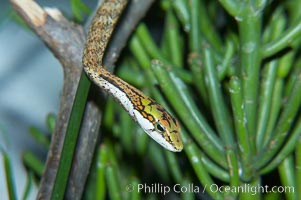 Twig snake.  The twig snake is back-fanged, having its short fangs situated far back in the mouth.  Its venom will subdue small prey such as rodents.  Its is well camouflaged, resembling a small twig or branch in the trees that it inhabits, Thelotornis capensis oatesii