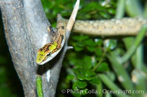 Twig snake.  The twig snake is back-fanged, having its short fangs situated far back in the mouth.  Its venom will subdue small prey such as rodents.  Its is well camouflaged, resembling a small twig or branch in the trees that it inhabits, Thelotornis capensis oatesii