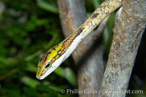 Twig snake.  The twig snake is back-fanged, having its short fangs situated far back in the mouth.  Its venom will subdue small prey such as rodents.  Its is well camouflaged, resembling a small twig or branch in the trees that it inhabits, Thelotornis capensis oatesii