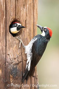 Two Adult Acorn Woodpeckers in their Nest Hole, Lake Hodges, San Diego, California