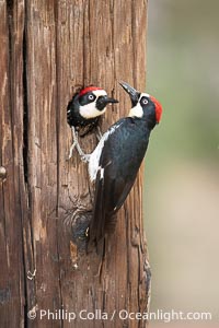 Two Adult Acorn Woodpeckers in their Nest Hole, Lake Hodges, San Diego, California