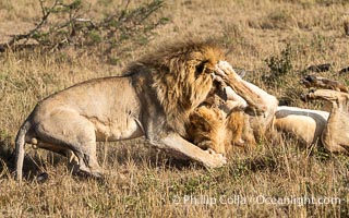 Two Adult Male Lions Fight to Establish Territory, Greater Masai Mara, Kenya. Both of these large males emerged from the battle with wounds, and it was not clear who prevailed, Panthera leo, Mara North Conservancy