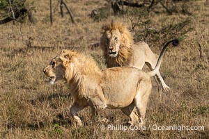 Two Adult Male Lions Fight to Establish Territory, Greater Masai Mara, Kenya. Both of these large males emerged from the battle with wounds, and it was not clear who prevailed, Panthera leo, Mara North Conservancy