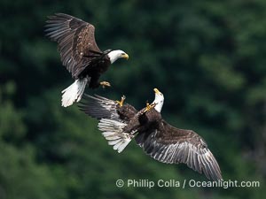 Two bald eagles spar in mid-flight, Haliaeetus leucocephalus, Arran Rapids, Stuart Island, British Columbia, Canada