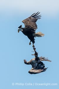 Two bald eagles spar in mid-flight, Haliaeetus leucocephalus, Arran Rapids, Stuart Island, British Columbia, Canada