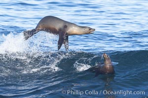 Two Bodysurfing Sea Lions Side by Side. California sea lion (Zalophus californianus) is surfing extreme shorebreak at Boomer Beach, Point La Jolla. The original bodysurfer, Zalophus californianus