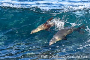 Two Bodysurfing Sea Lions Side by Side. California sea lion (Zalophus californianus) is surfing extreme shorebreak at Boomer Beach, Point La Jolla. The original bodysurfer, Zalophus californianus