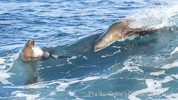 Two Bodysurfing Sea Lions. California sea lion (Zalophus californianus) is surfing extreme shorebreak at Boomer Beach, Point La Jolla, Zalophus californianus