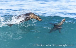 Two Bodysurfing Sea Lions. California sea lion (Zalophus californianus) is surfing extreme shorebreak at Boomer Beach, Point La Jolla, Zalophus californianus