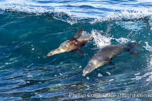 Two Bodysurfing Sea Lions Side by Side. California sea lion (Zalophus californianus) is surfing extreme shorebreak at Boomer Beach, Point La Jolla. The original bodysurfer, Zalophus californianus