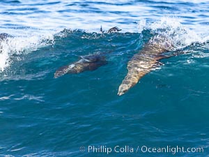 Two Bodysurfing Sea Lions Side by Side. California sea lion (Zalophus californianus) is surfing extreme shorebreak at Boomer Beach, Point La Jolla, Zalophus californianus