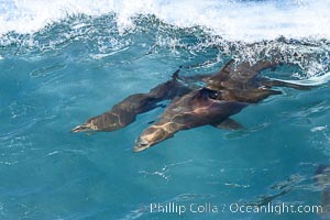 Two Bodysurfing Sea Lions Side by Side. California sea lion (Zalophus californianus) is surfing extreme shorebreak at Boomer Beach, Point La Jolla, Zalophus californianus