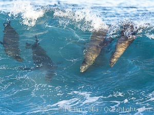 Two Bodysurfing Sea Lions Side by Side. California sea lion (Zalophus californianus) is surfing extreme shorebreak at Boomer Beach, Point La Jolla, Zalophus californianus