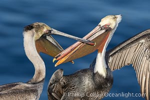 Brown pelicans jousting with their long bills, competing for space on a sea cliff over the ocean, with bright red throat, yellow and white head, adult non-breeding winter plumage, Pelecanus occidentalis, Pelecanus occidentalis californicus, La Jolla, California