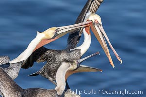 Brown pelicans jousting with their long bills, competing for space on a sea cliff over the ocean, with bright red throat, yellow and white head, adult non-breeding winter plumage, Pelecanus occidentalis, Pelecanus occidentalis californicus, La Jolla, California