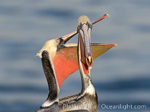 Brown pelicans jousting with their long bills, competing for space on a sea cliff over the ocean, with bright red throat, yellow and white head, adult non-breeding winter plumage, Pelecanus occidentalis, Pelecanus occidentalis californicus, La Jolla, California