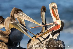 Brown pelicans jousting with their long bills, competing for space on a sea cliff over the ocean, with bright red throat, yellow and white head, adult non-breeding winter plumage, Pelecanus occidentalis, Pelecanus occidentalis californicus, La Jolla, California