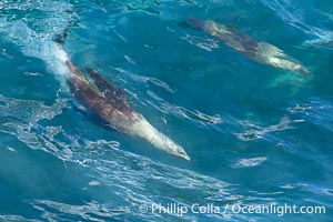 Two California sea lions bodysurfing side by side, seemingly suspended in the face of a wave, La Jolla