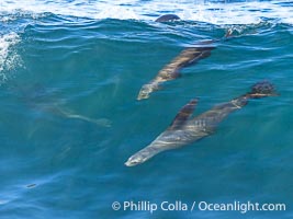 Two California sea lions bodysurfing side by side, seemingly suspended in the face of a wave, La Jolla