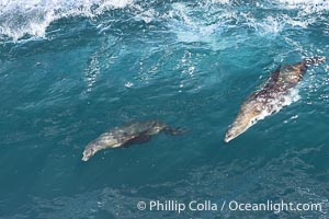 Two California sea lions bodysurfing side by side, seemingly suspended in the face of a wave, La Jolla