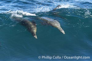 Two California sea lions bodysurfing side by side, seemingly suspended in the face of a wave, La Jolla