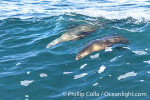 Two California sea lions bodysurfing side by side, seemingly suspended in the face of a wave, La Jolla