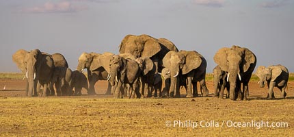 A large herd of African elephants, composed of at least two familial groups, gathers at sunset to graze and socialize, Amboseli National Park, Loxodonta africana