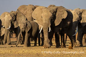 A large herd of African elephants, composed of at least two familial groups, gathers at sunset to graze and socialize, Amboseli National Park, Loxodonta africana