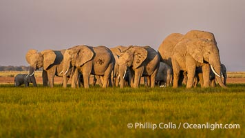 A large herd of African elephants, composed of at least two familial groups, gathers at sunset to graze and socialize, Amboseli National Park, Loxodonta africana
