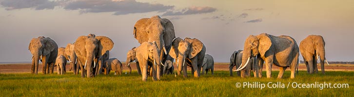 A large herd of African elephants, composed of at least two familial groups, gathers at sunset to graze and socialize, Amboseli National Park, Loxodonta africana