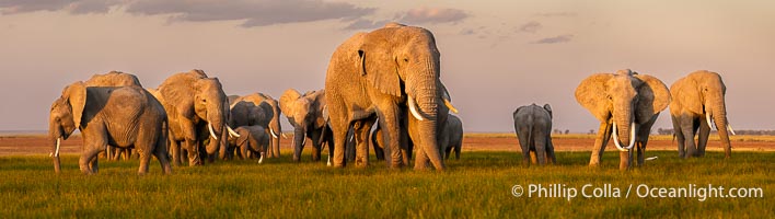 A large herd of African elephants, composed of at least two familial groups, gathers at sunset to graze and socialize, Amboseli National Park, Loxodonta africana