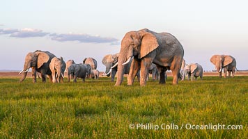 A large herd of African elephants, composed of at least two familial groups, gathers at sunset to graze and socialize, Amboseli National Park, Loxodonta africana