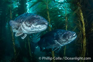 Two Giant Black Sea Bass in a Courtship Posture, in Kelp at Catalina Island. In summer months, black seabass gather in kelp forests in California to form mating aggregations.  Courtship behaviors include circling of pairs of giant sea bass, production of booming sounds by presumed males, and nudging of females by males in what is though to be an effort to encourage spawning, Stereolepis gigas