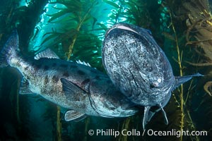 A male giant sea bass nudges a female giant sea bass to encourage spawning as they swim in a tight circle. This courting pair of giant sea bass is deep in the kelp forest at Catalina Island. In summer months, giant sea bass gather in kelp forests in California to form courtship and mating aggregations, eventually leading to spawning, Stereolepis gigas