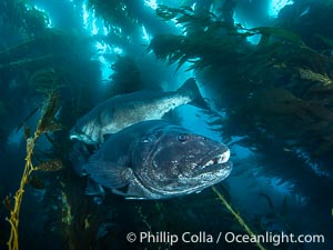 Two Giant Black Sea Bass in a Courtship Posture, in Kelp at Catalina Island. In summer months, black seabass gather in kelp forests in California and form courtship and mating aggregations, Stereolepis gigas