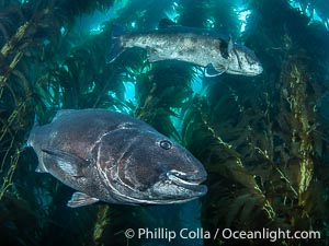 Two Giant Black Sea Bass in a Courtship Posture, in Kelp at Catalina Island. In summer months, black seabass gather in kelp forests in California and form courtship and mating aggregations, Stereolepis gigas