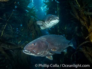 Two Giant Black Sea Bass in a Courtship Posture, in Kelp at Catalina Island. In summer months, black seabass gather in kelp forests in California and form courtship and mating aggregations, Stereolepis gigas