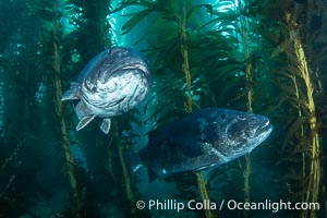 Two Giant Black Sea Bass in a Courtship Posture, in Kelp at Catalina Island. In summer months, black seabass gather in kelp forests in California and form courtship and mating aggregations, Stereolepis gigas