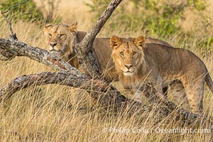 Two lions alongside a downed tree, Mara Triangle, Kenya, Panthera leo, Mara North Conservancy