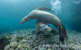 Two male California sea lions mock joust and fight underwater, not yet full grown, they are learning how to contend with one another when they become bulls and gather their own harems of females. Coronado Islands near San Diego, Baja California, Mexico, Zalophus californianus, Coronado Islands (Islas Coronado)