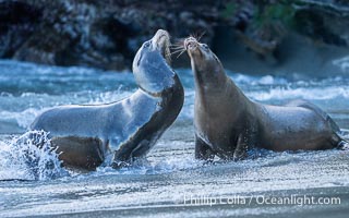 Two Male California Sea Lions Mock Jousting in La Jolla Cove. These two are not yet full grown and are only mock fighting. Once they grow to full size they will become impressive fighters and have a harem of their own, Zalophus californianus