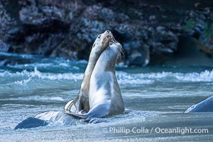 Two Male California Sea Lions Mock Jousting in La Jolla Cove. These two are not yet full grown and are only mock fighting. Once they grow to full size they will become impressive fighters and have a harem of their own, Zalophus californianus