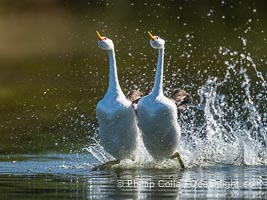 Clark's Grebes rushing side by side, a spectacular courtship behavior in which the aquatic birds literally run on the surface of the water while slapping their feet up to 20 times per second, Aechmophorus clarkii, Lake Wohlford, Escondido, California