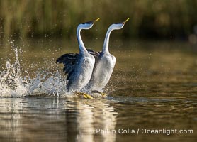 Two Rushing Western Grebes Walk on Water. Grebe rushing, a courtship behavior, happens when the birds slap the lake surface up to 20 times per second, literally running across the water, Aechmophorus occidentalis, Lake Wohlford, Escondido, California