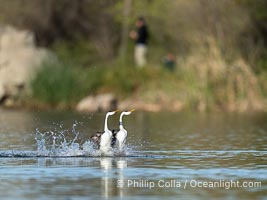 Two Rushing Western Grebes Walk on Water. Grebe rushing, a courtship behavior, happens when the birds slap the lake surface up to 20 times per second, literally running across the water, Aechmophorus occidentalis, Lake Wohlford, Escondido, California