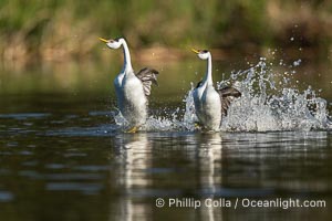 Two Rushing Western Grebes Walk on Water. Grebe rushing, a courtship behavior, happens when the birds slap the lake surface up to 20 times per second, literally running across the water, Aechmophorus occidentalis, Lake Wohlford, Escondido, California