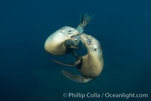 Two sea lions playing, mock jousting, underwater, Zalophus californianus, Sea of Cortez