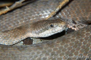 Twin-spotted rattlesnake, native to southern Arizona, is a small rattlesnake occupying talus slopes at high elevations and preying on lizards, Crotalus pricei