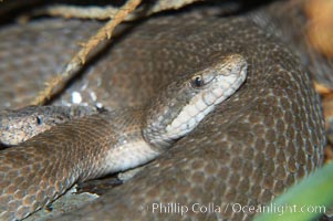 Twin-spotted rattlesnake, native to southern Arizona, is a small rattlesnake occupying talus slopes at high elevations and preying on lizards, Crotalus pricei