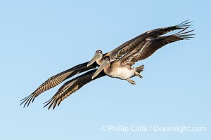 Two Subadult Brown Pelicans Flying in Tandem, Pelecanus occidentalis, Pelecanus occidentalis californicus, La Jolla, California